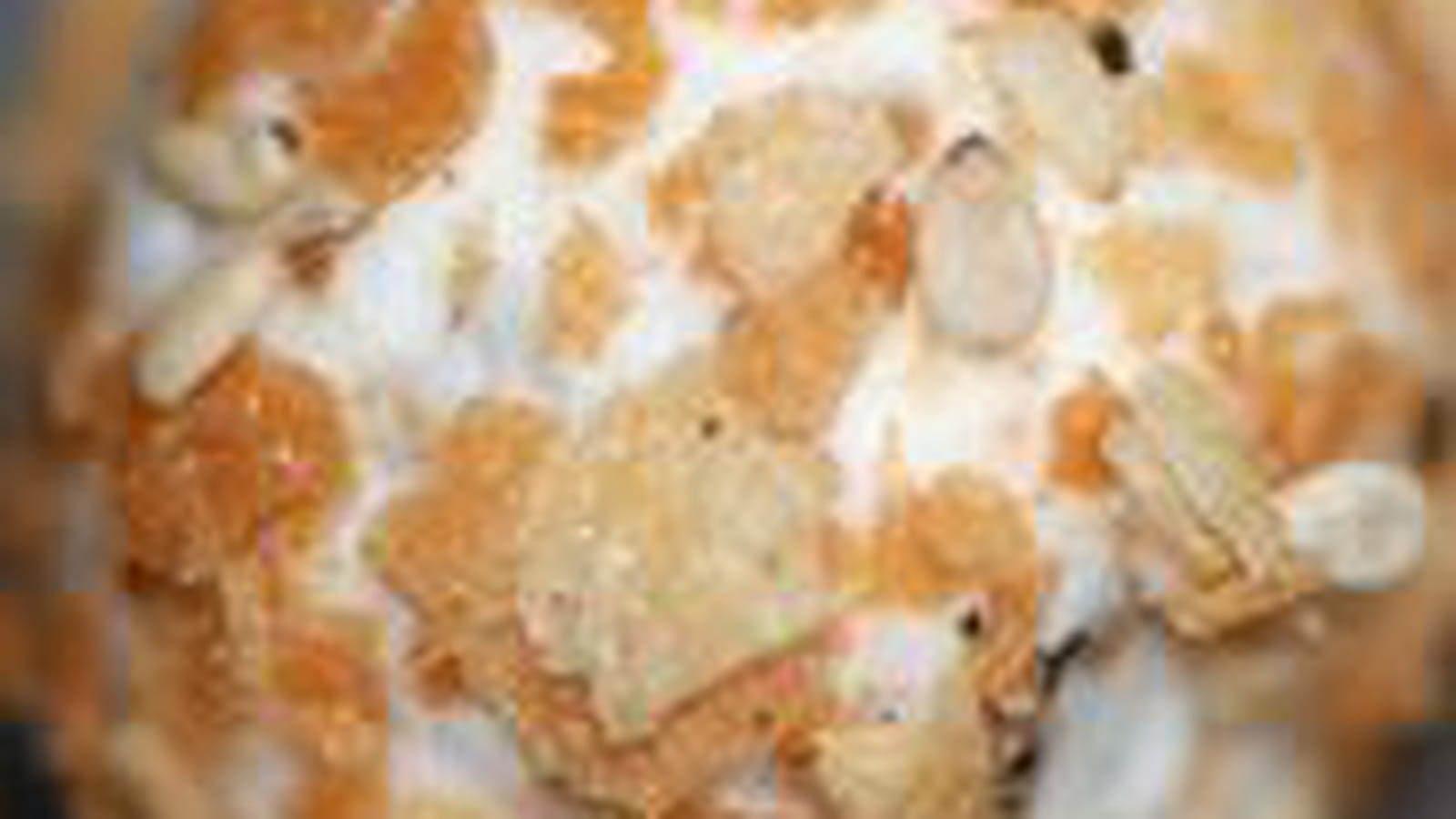 Truffes au fromage frais en robe croustillante
