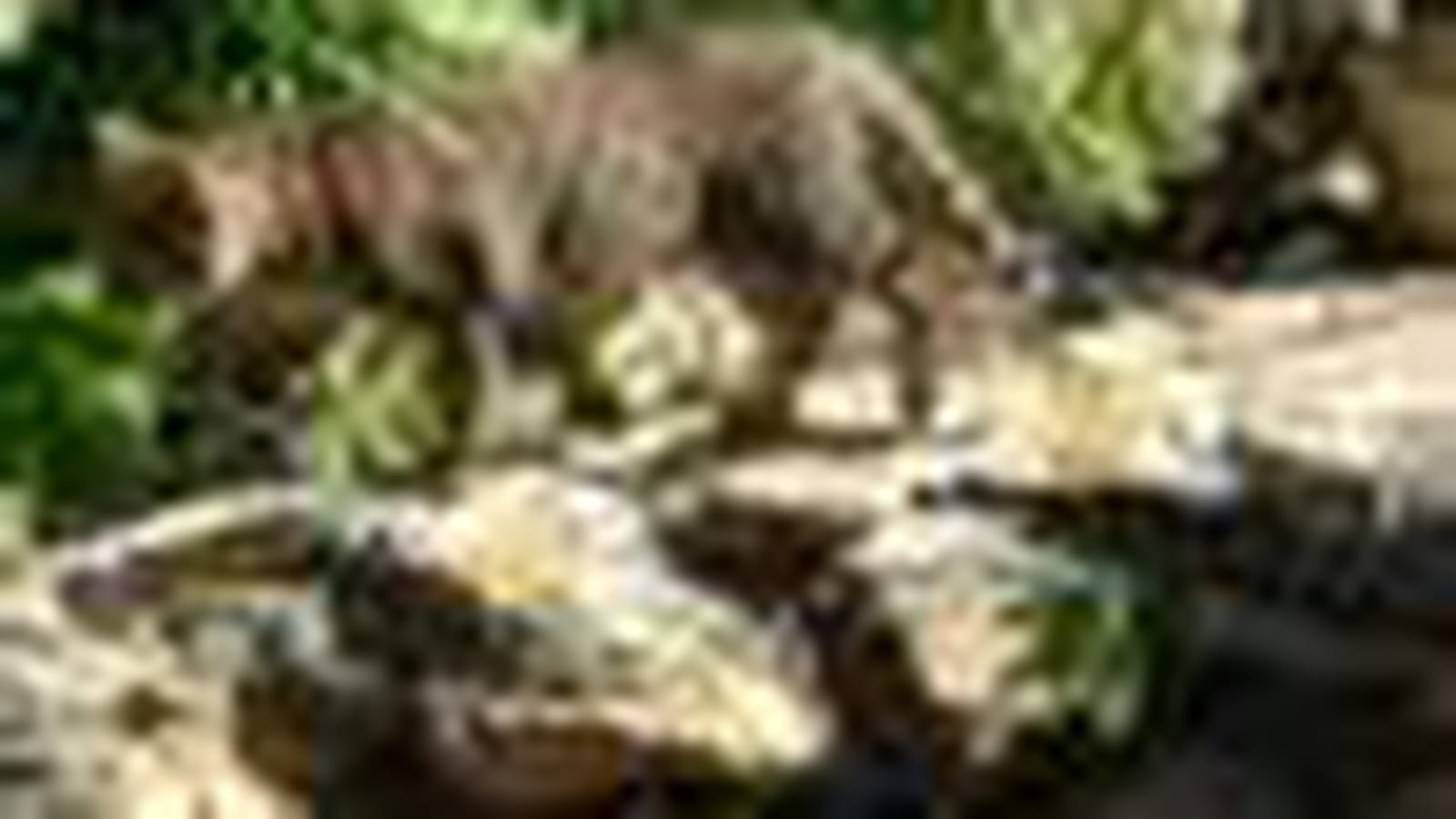 Chat