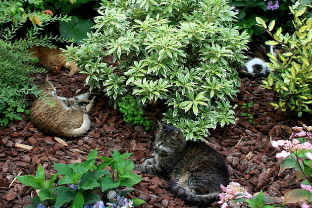 Le jardin des chats