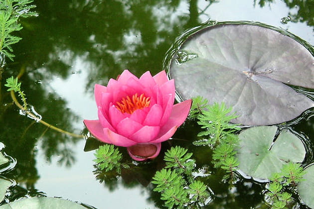 A l'or&eacute;e de la for&ecirc;t