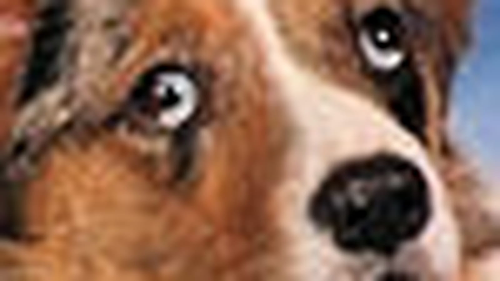 Welsh Corgi