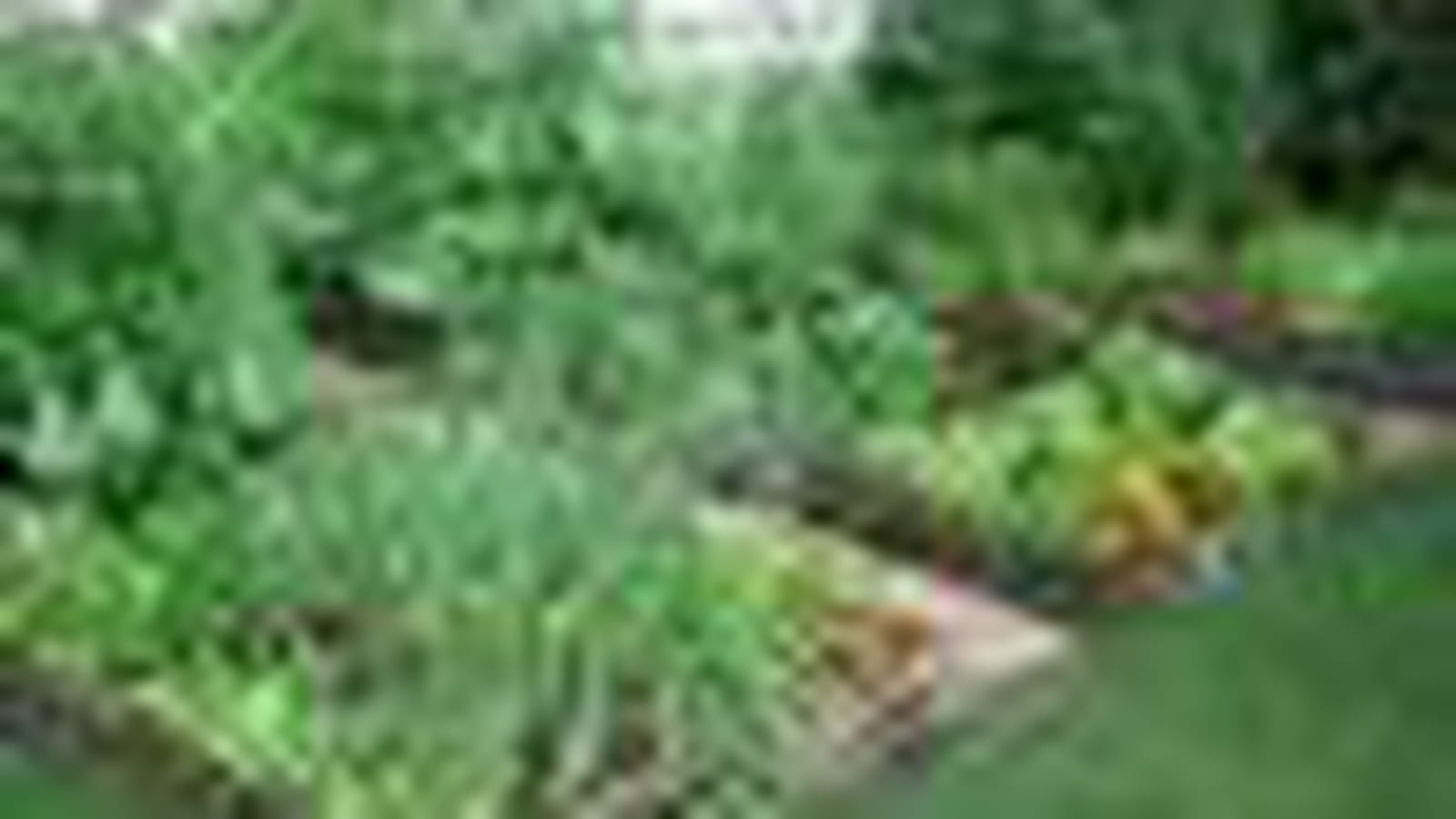 Potager