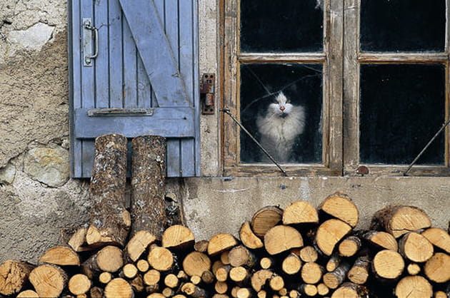 Les chats de nos campagnes... A la fen&ecirc;tre