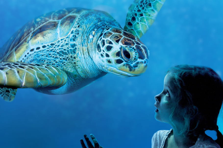 L'île des manchots, nouveauté de l'aquarium Sea Life Paris Val d'Europe