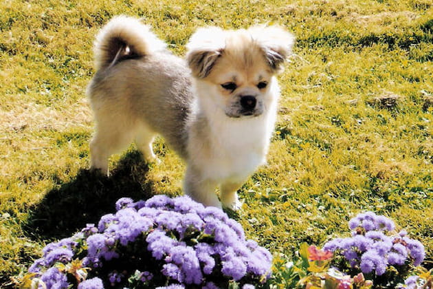 Chelsea, la t&ecirc;tue