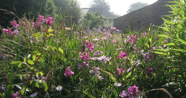 Un champs de pois de senteur