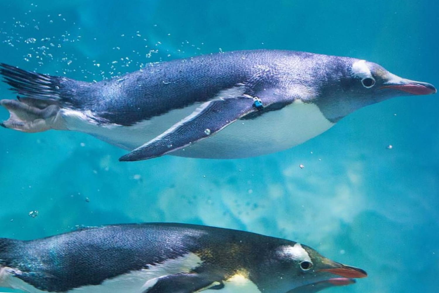 Sea Life Val d'Europe : les manchots à l'honneur