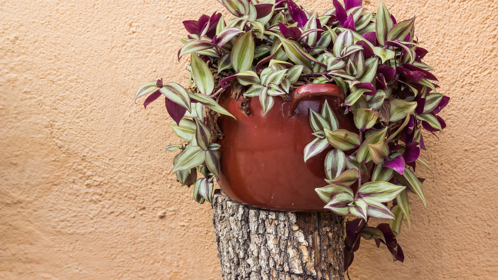 Tradescantia ou misère