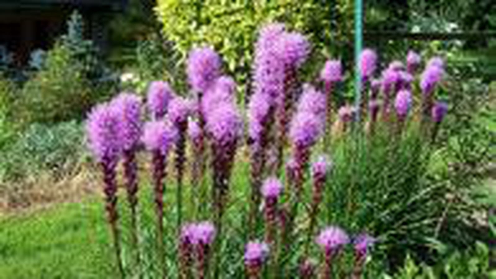Rocaille fleurie