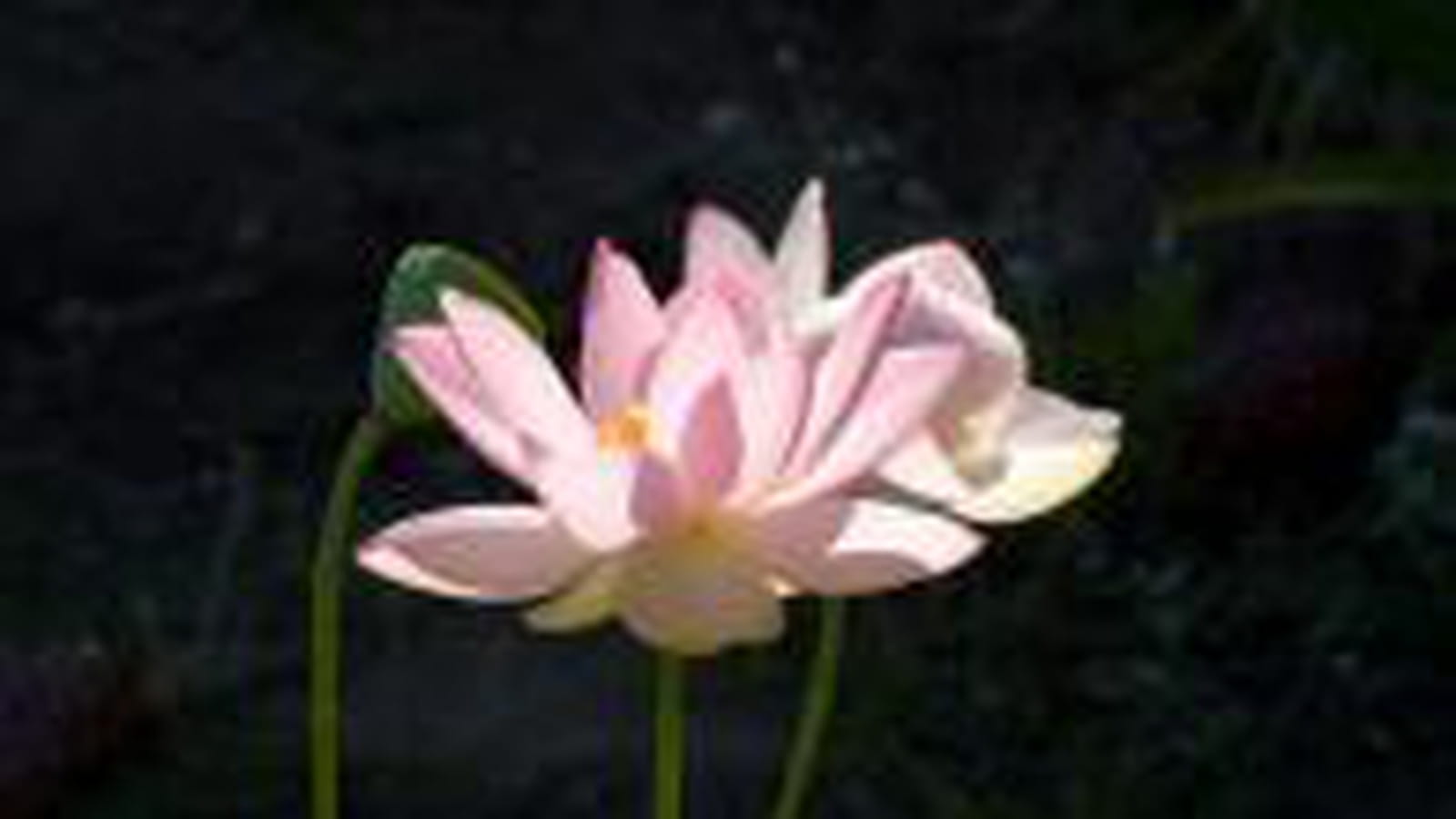 Fleur de lotus