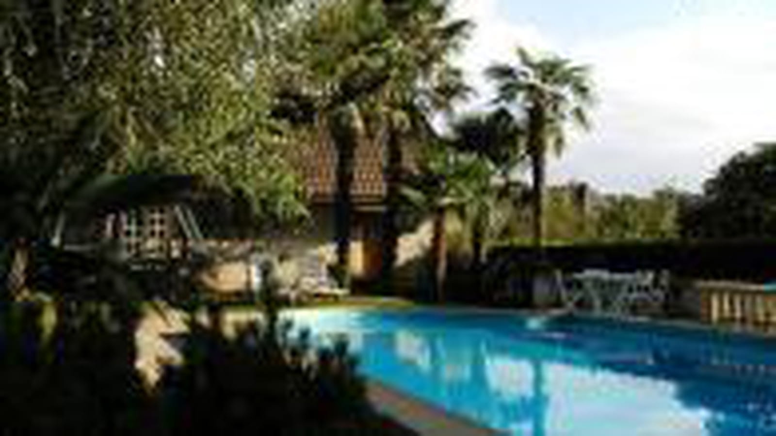 La palmeraie autour de la piscine