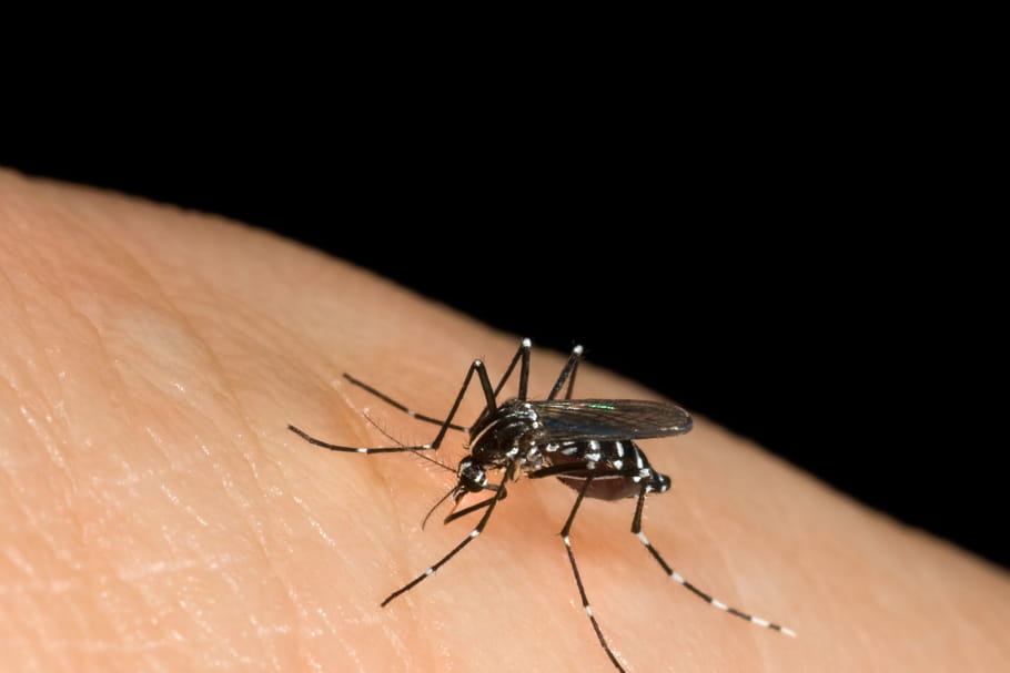 Moustique tigre : 9 nouveaux départements en vigilance rouge