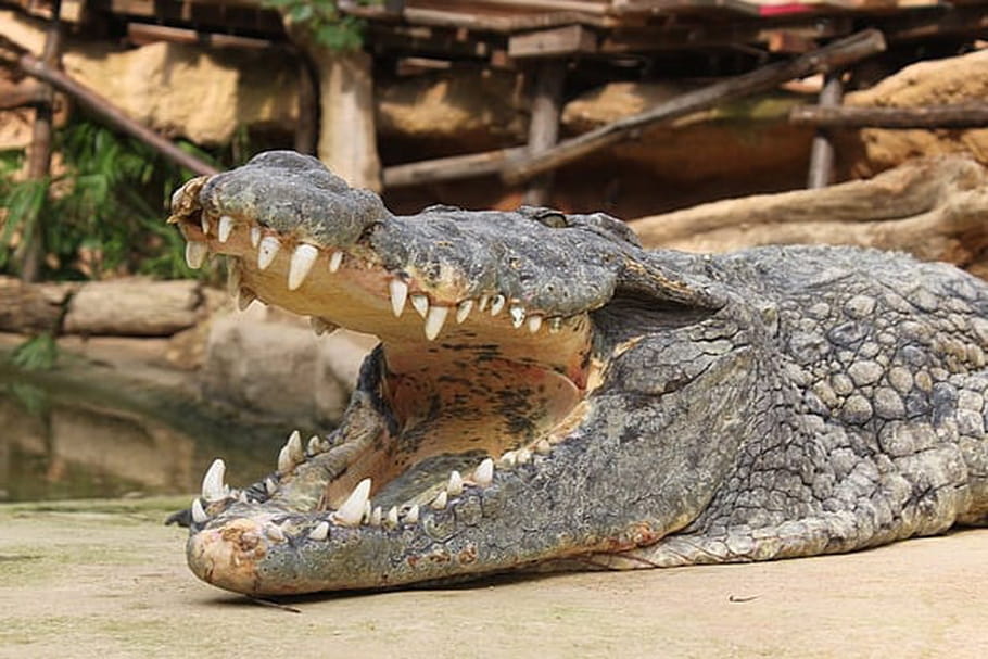 Ferme aux crocodiles de Pierrelatte : découvrez le nouveau terrarium !