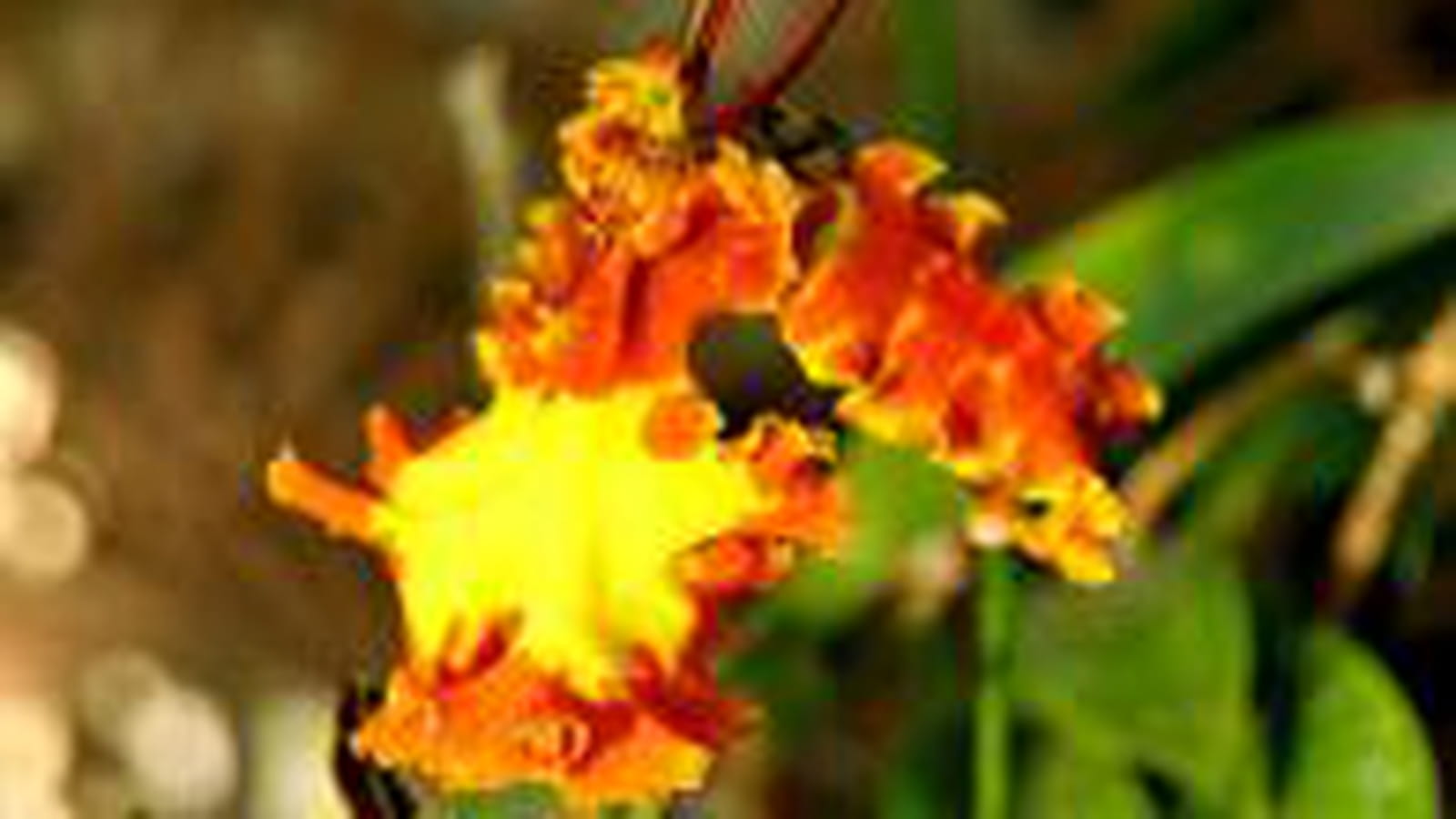 Orchidée couleur soleil