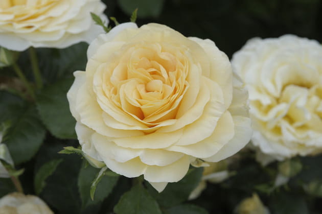 Certificat pour les buissons grandes fleurs