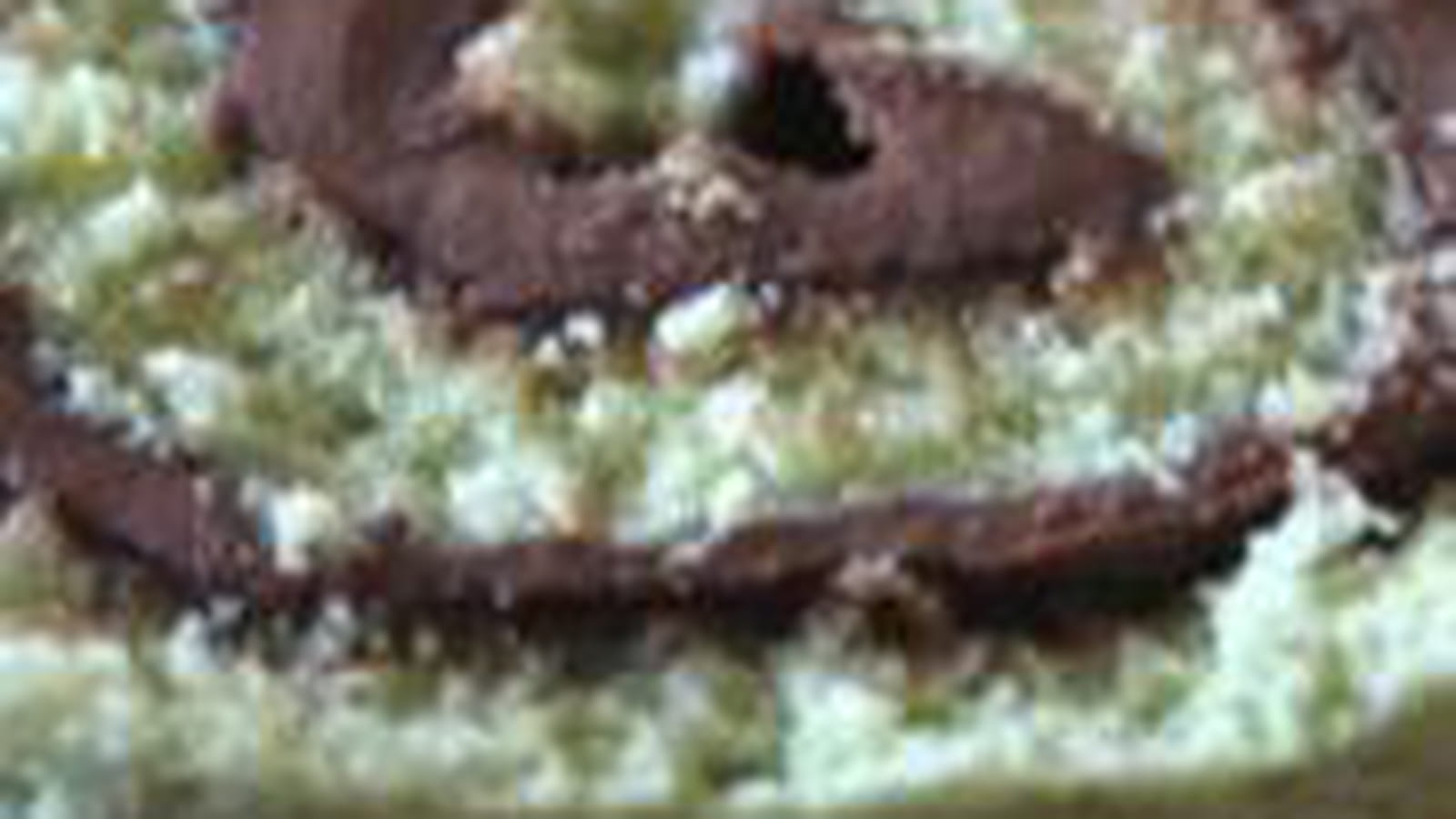 Gâteau roulé aux pistaches et Nutella
