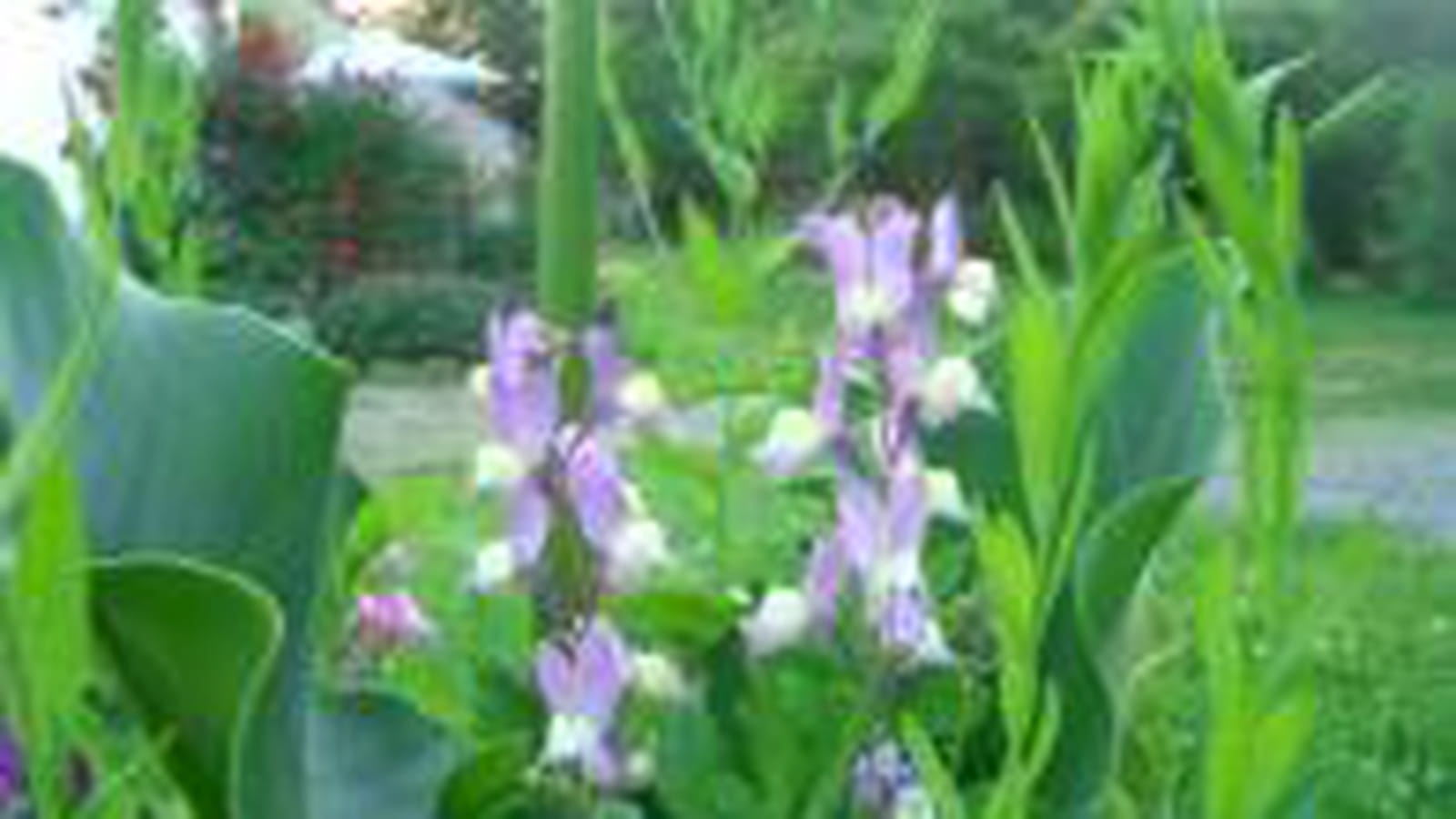 Delphinium