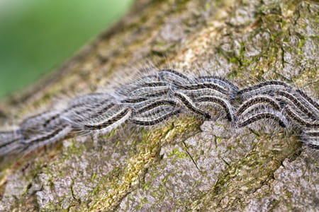chenille processionnaire du chêne