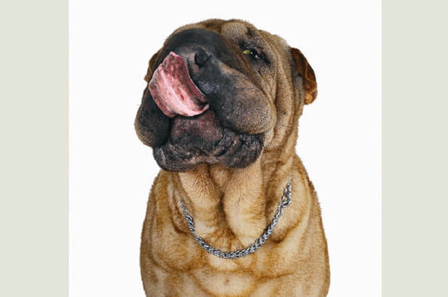 La peau plissée du shar peï