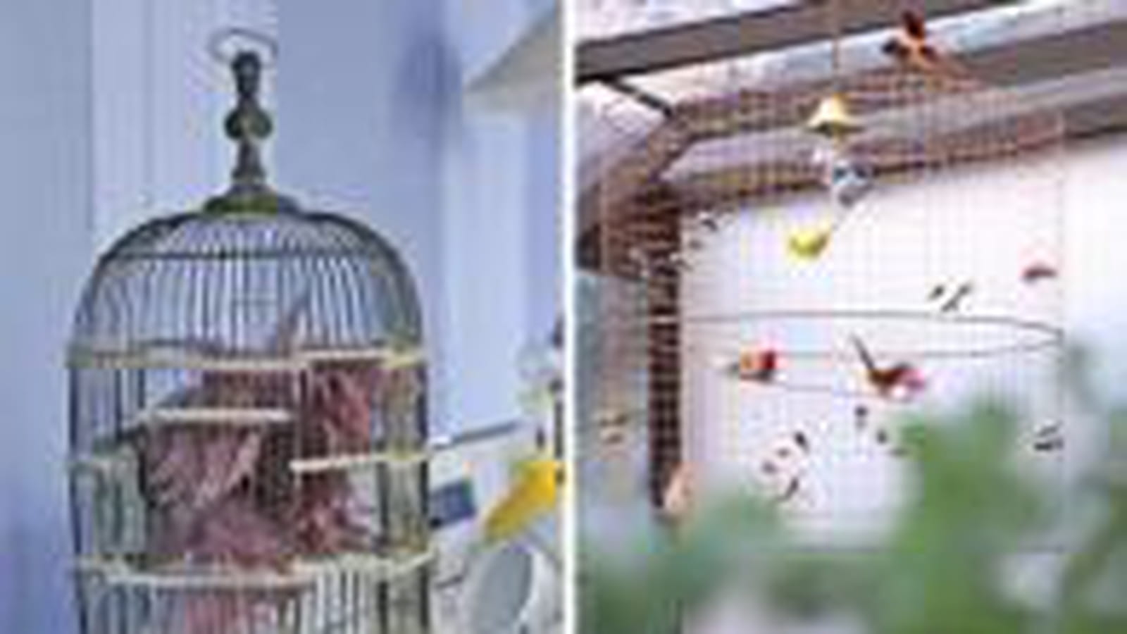 Cages à oiseaux