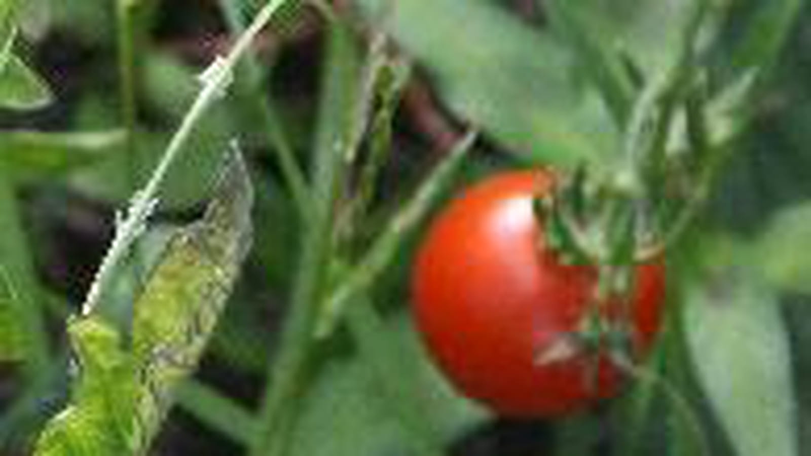 Tomates