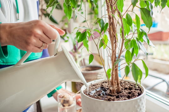 Les plantes poussent beaucoup plus vite gr&acirc;ce &agrave; cet engrais maison super facile
