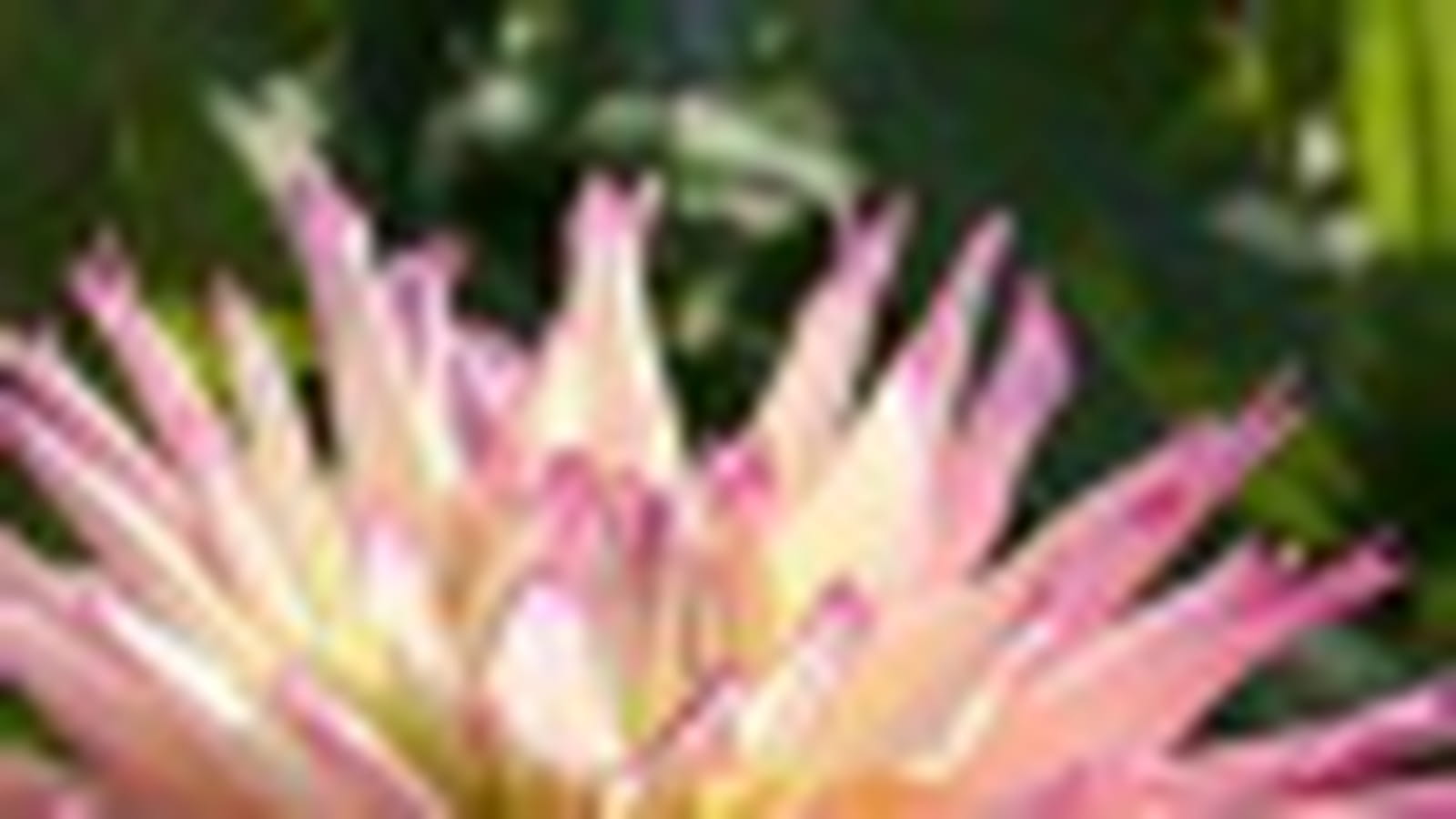 Dahlia 'Nenezaki'