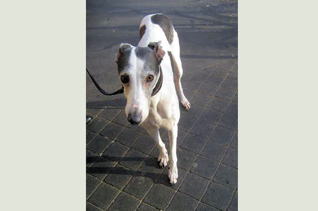 Le whippet, doux et affectueux