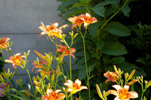 Le fouillis floral de Nancy