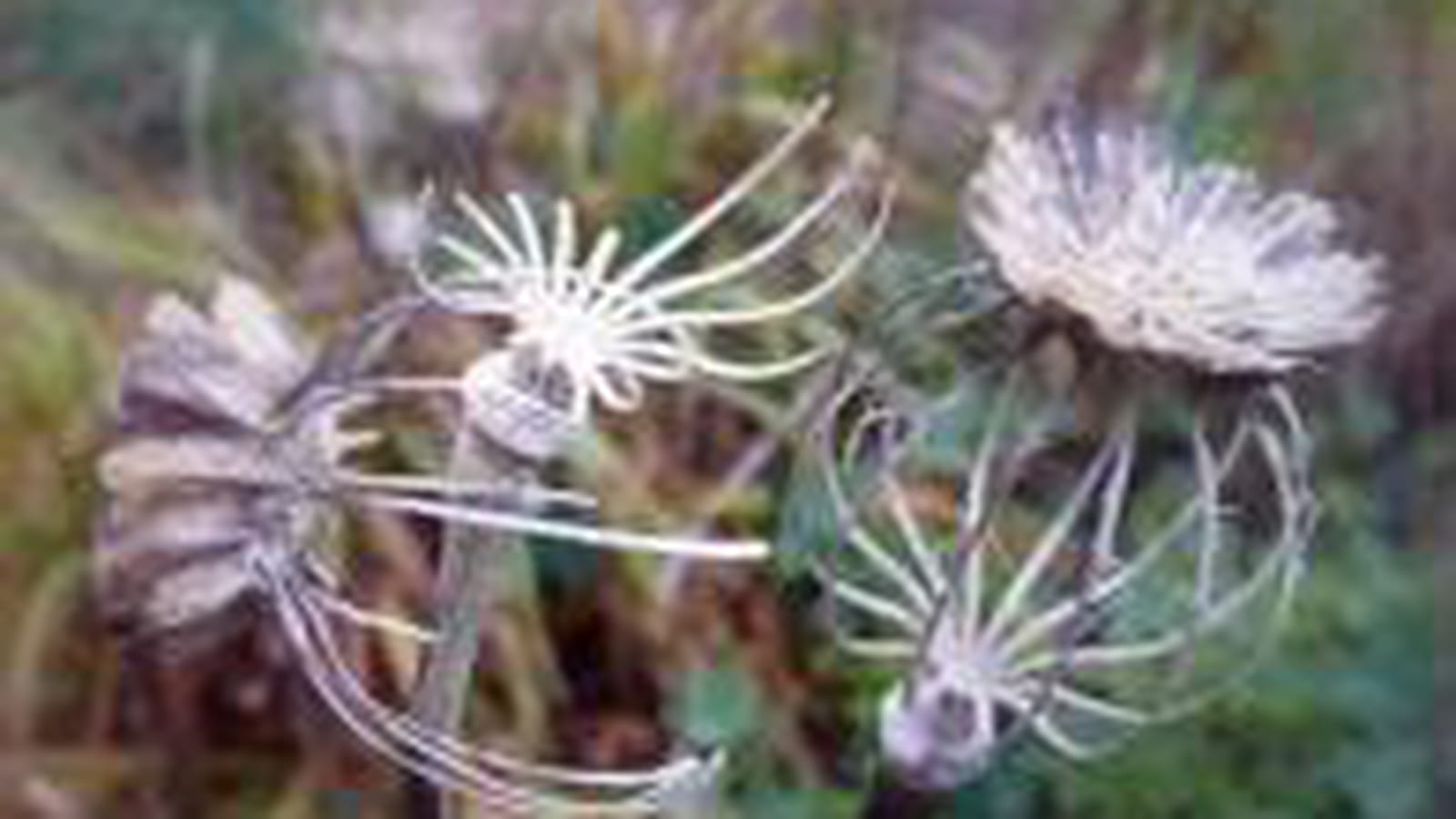 Pavots