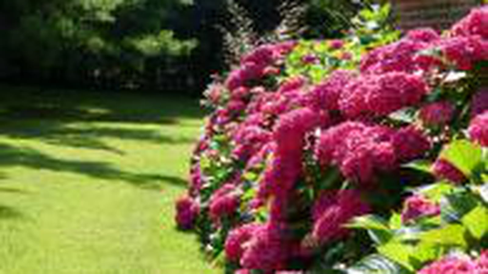 Hortensias