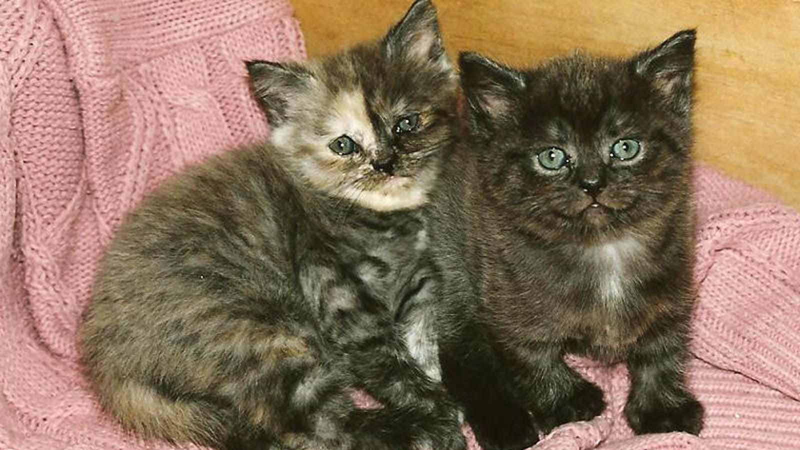Chatons inséparables