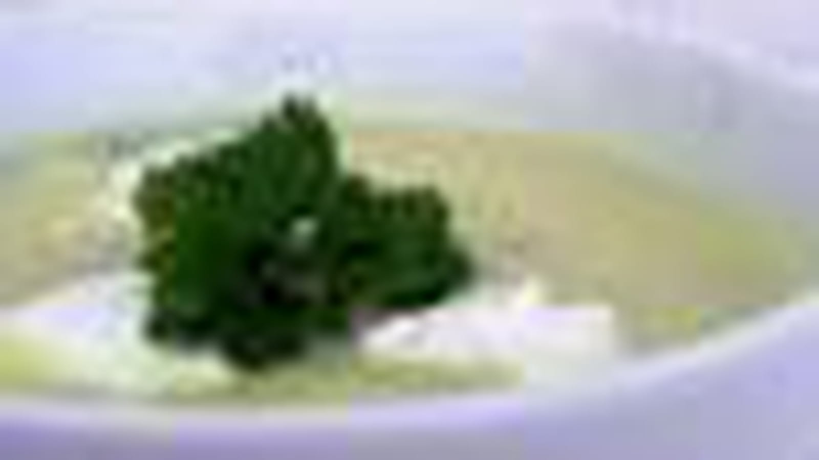 Vélouté de chou-fleur