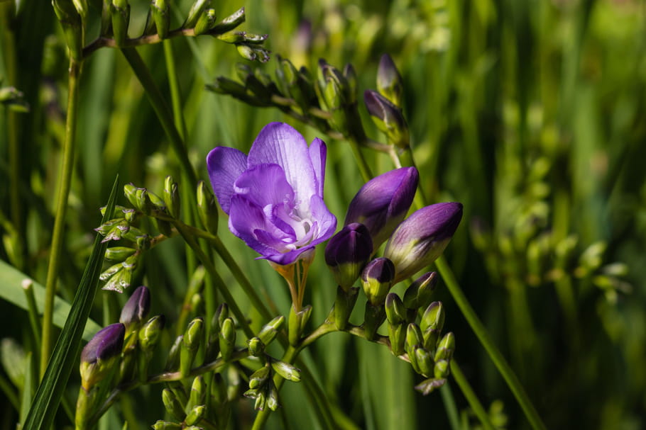 Freesia