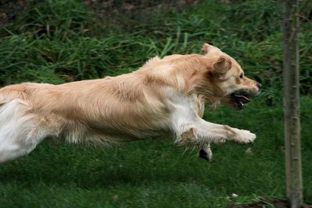 &Ocirc; temps, suspends ton vol