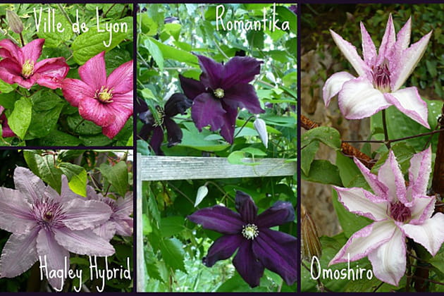 Collectionneuse de cl&eacute;matites