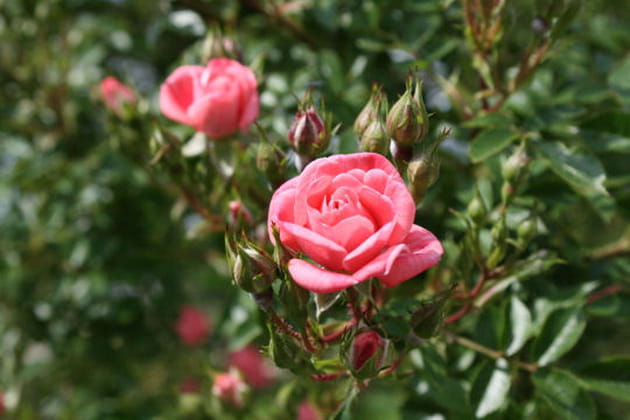 Une japonaise qui a de la classe