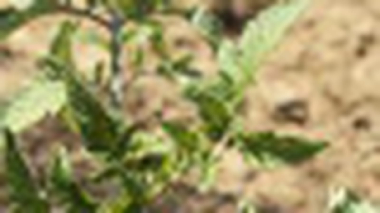 Coin potager