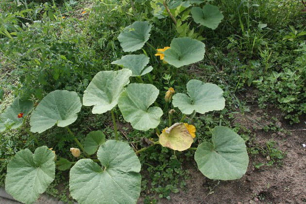 La courge dans tous ses états