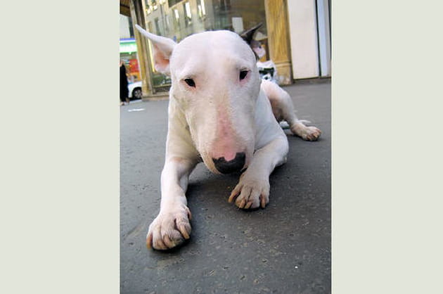 Un chien désormais très urbain