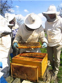 la propolis sert de vernis protecteur à la ruche.