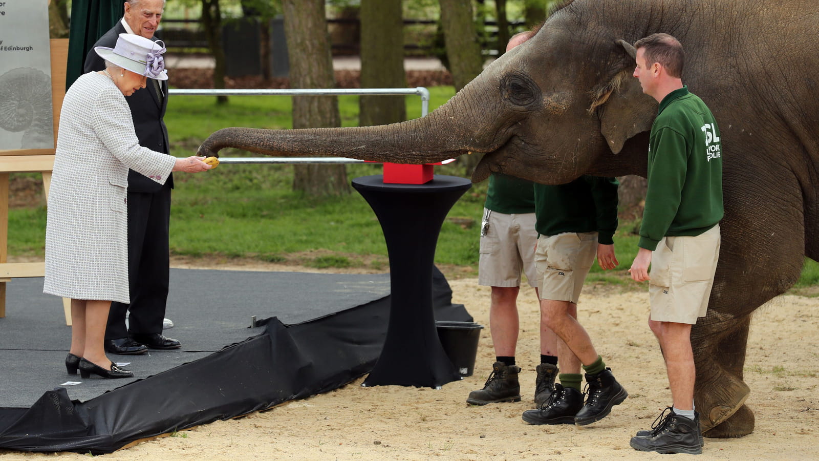 Un éléphant, ça trompe énormément