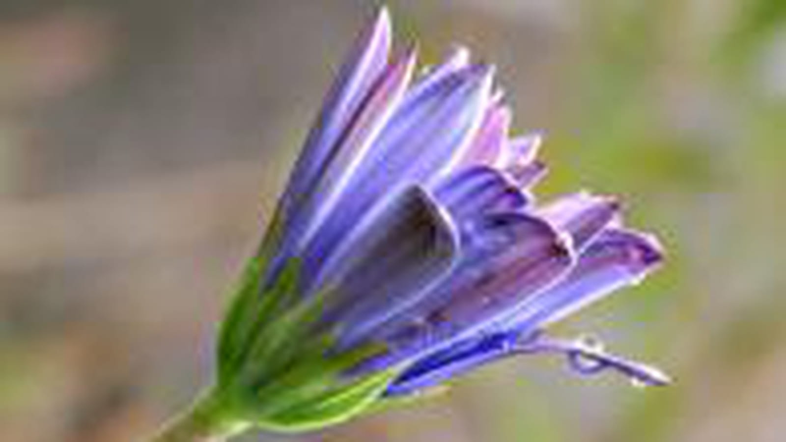Aster violet