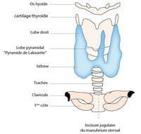 la thyroïde, petite glande en forme de papillon, se situe à la base du cou.