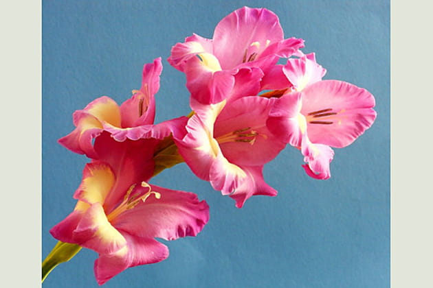 Les fleurs majestueuses du gla&iuml;eul