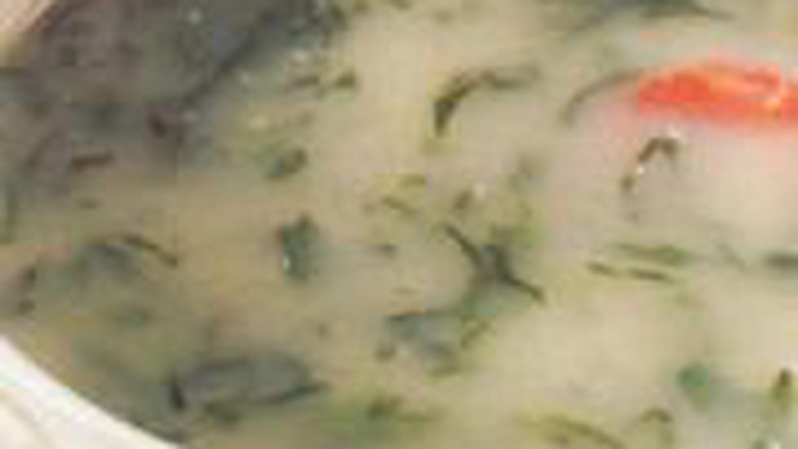 Caldo verde (soupe aux choux)