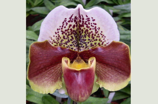 Winston Churchill 'Indomitable'