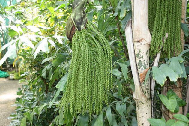 Palmier queue de poisson