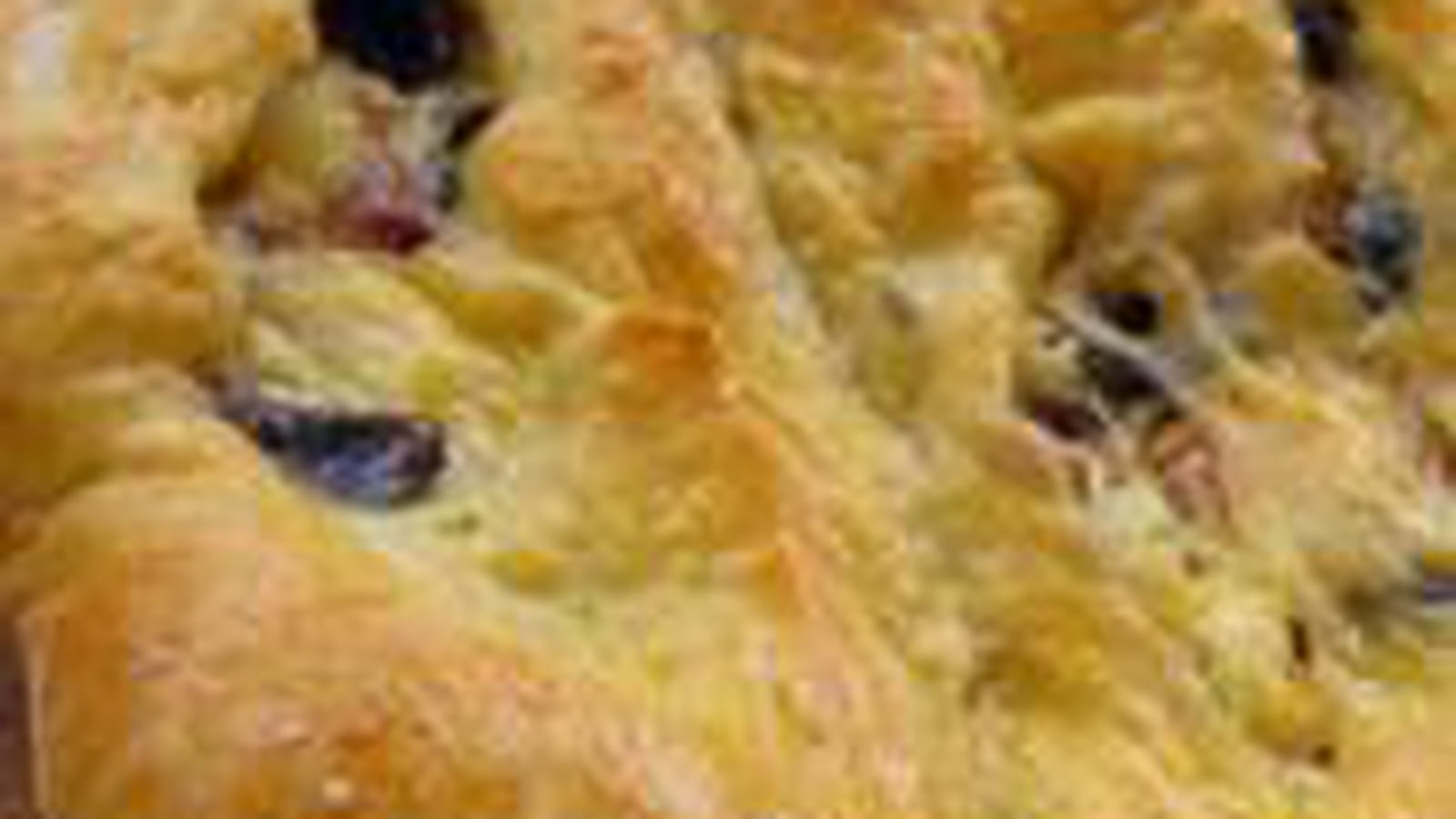 Fougasse aux lardons et aux olives