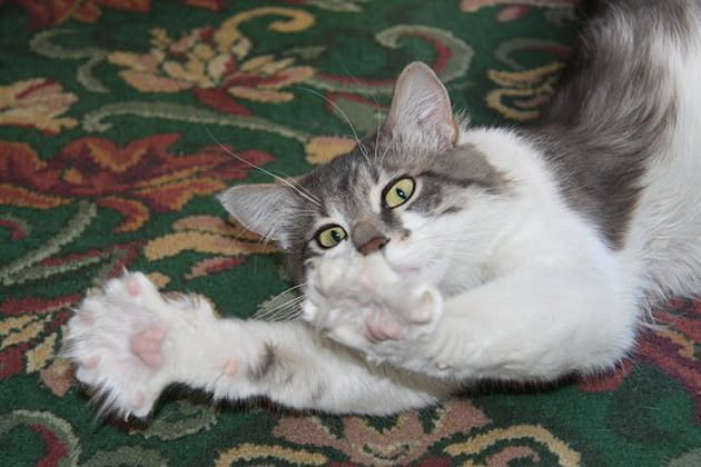 Les grands yeux de Felis